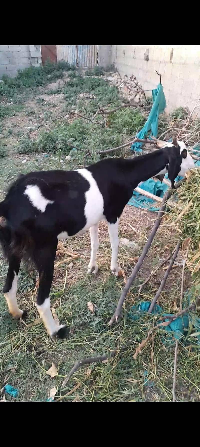 Goats 9