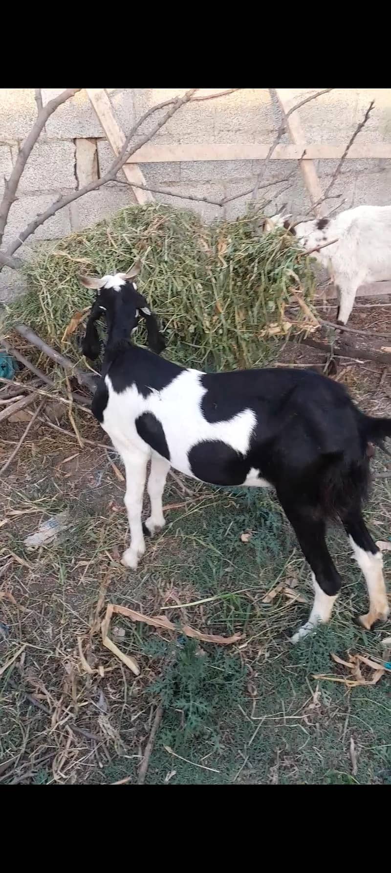 Goats 10