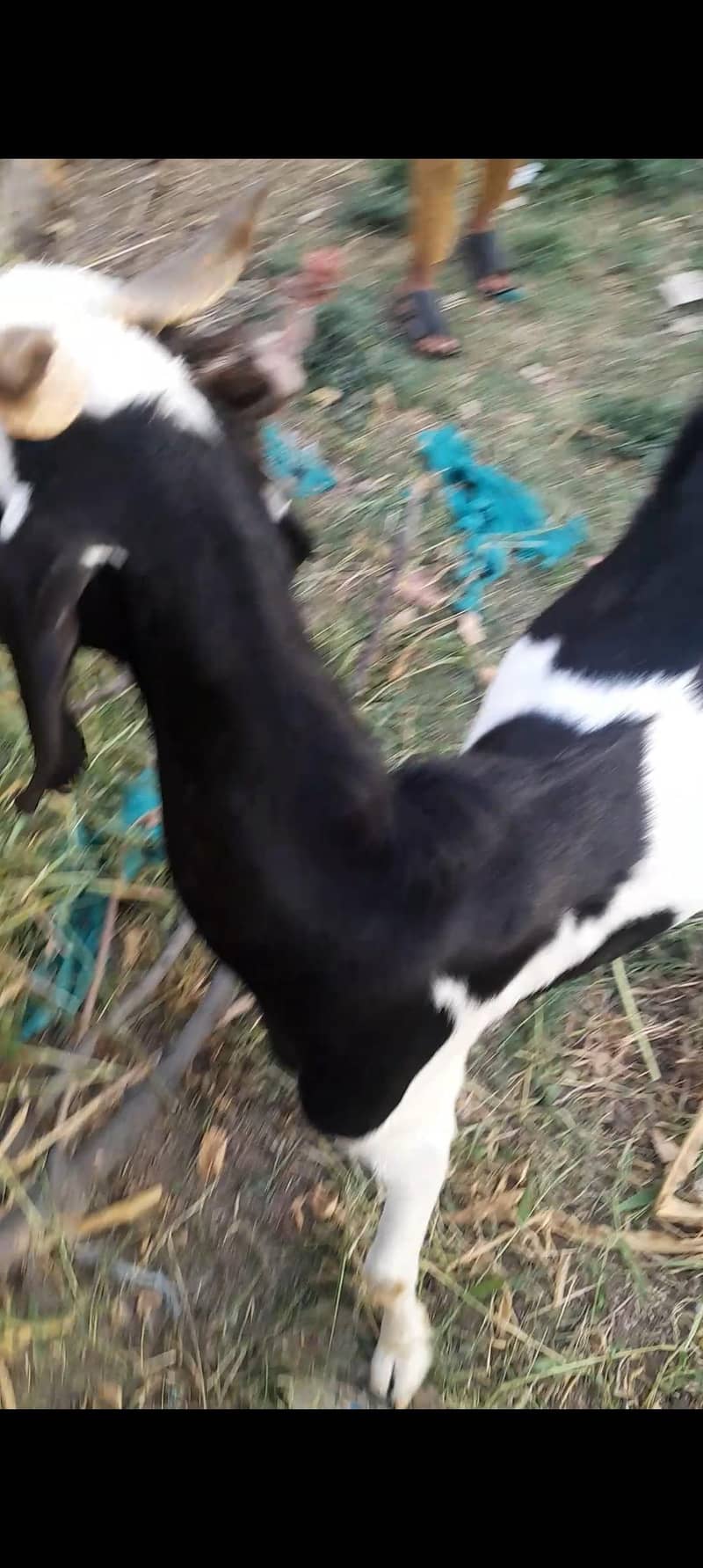 Goats 11