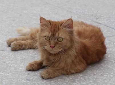 Ginger Persian Cat for Sale/Beautiful Yellow Eyes 