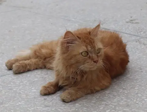 Ginger Persian Cat for Sale/Beautiful Yellow Eyes  — photo 2