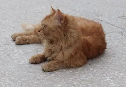 Ginger Persian Cat for Sale/Beautiful Yellow Eyes  — photo 3