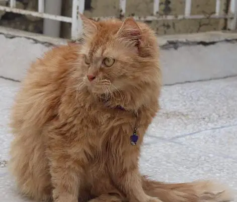 Ginger Persian Cat for Sale/Beautiful Yellow Eyes  — photo 4