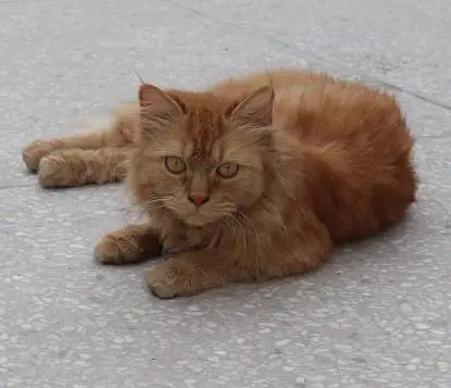 Ginger Persian Cat for Sale/Beautiful Yellow Eyes  — photo 5
