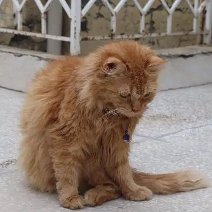 Ginger Persian Cat for Sale/Beautiful Yellow Eyes  — photo 6