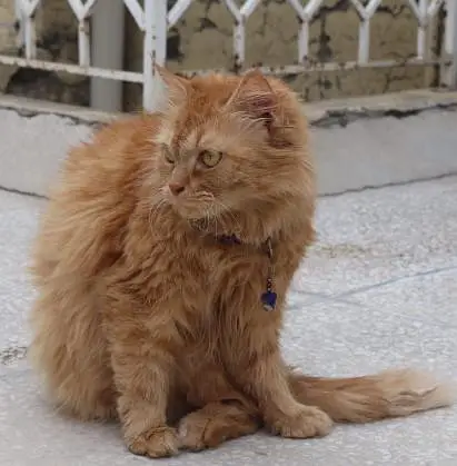 Ginger Persian Cat for Sale/Beautiful Yellow Eyes  — photo 7