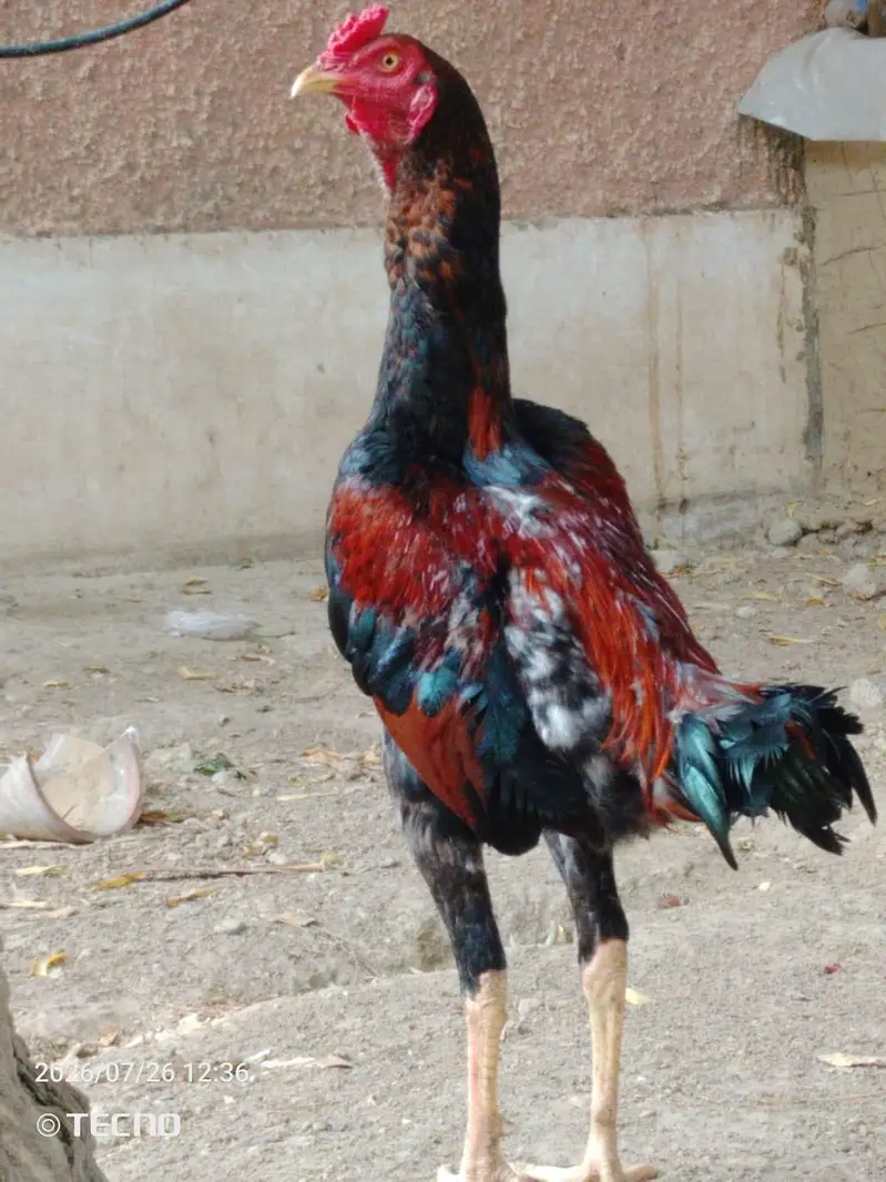 best quality sindi murga — photo 2