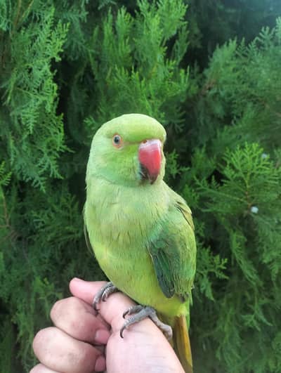 Ringneck Parrot