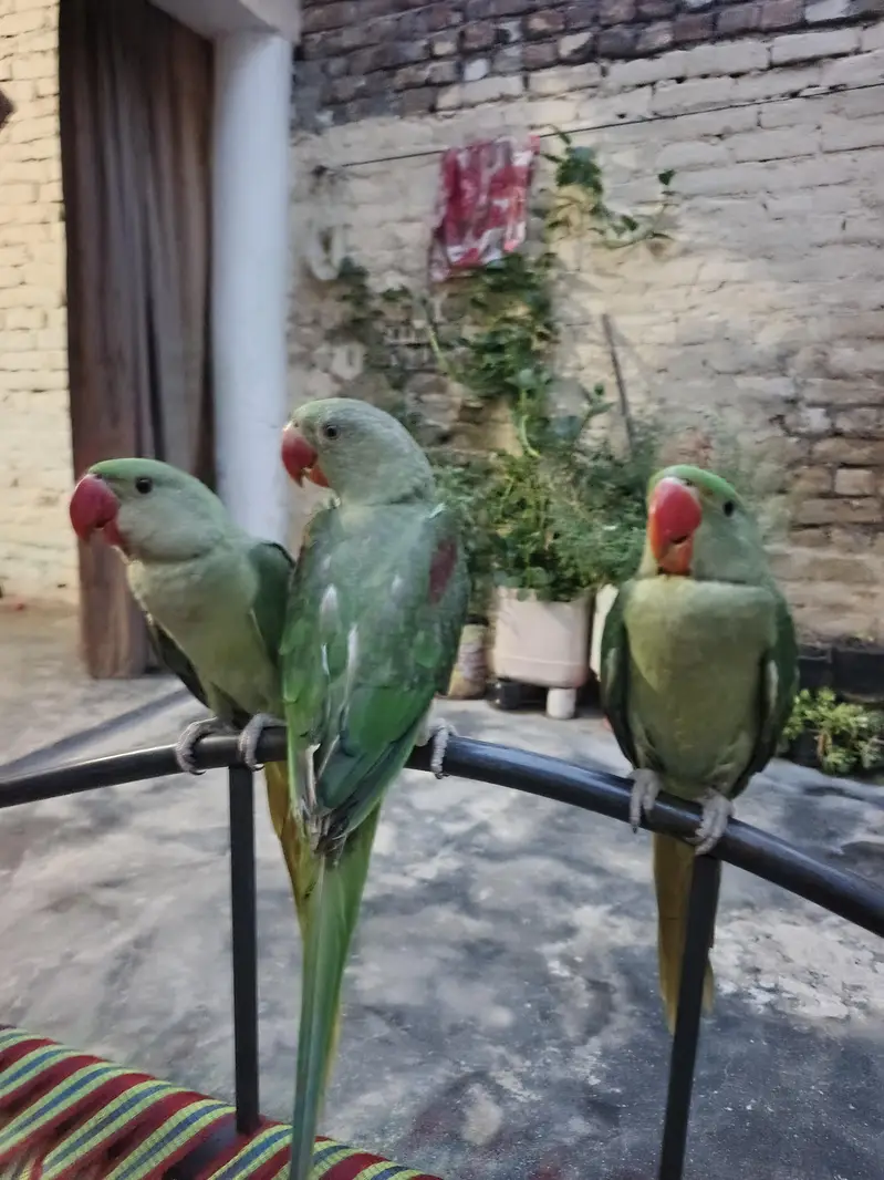 kasmeri raw — photo 5