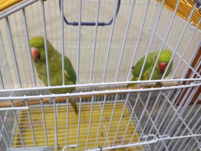 Parrot for sale