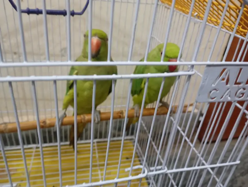 Parrot for sale — photo 2