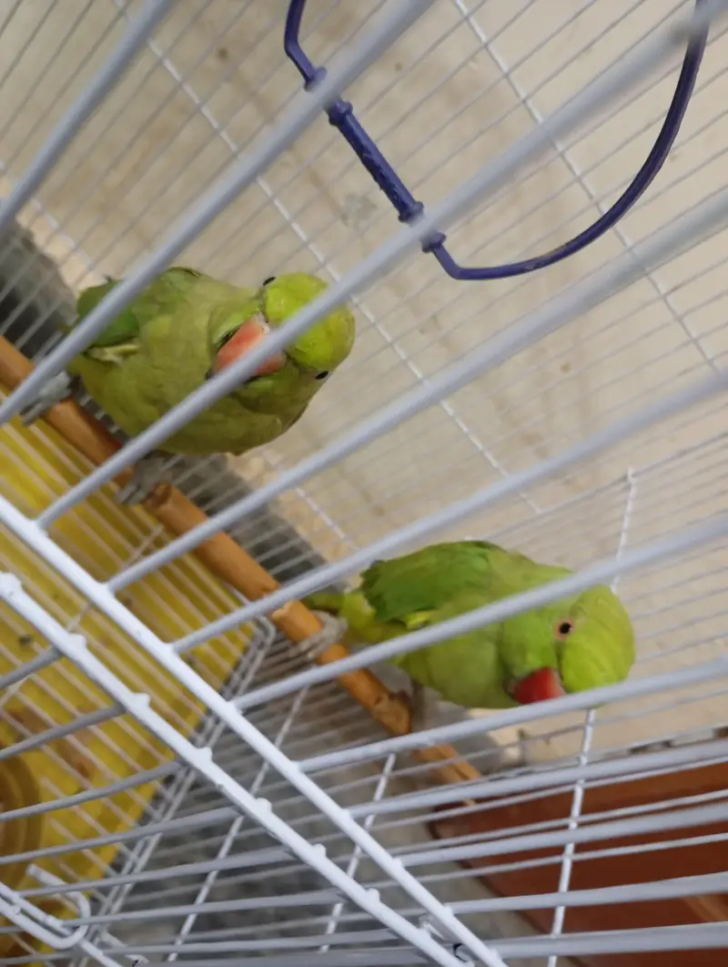Parrot for sale — photo 3