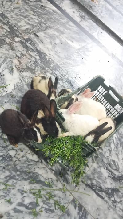 Breeder Rabbit for sale