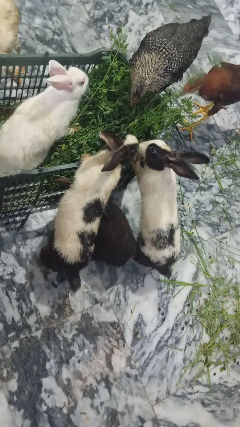 Breeder Rabbit for sale — photo 3