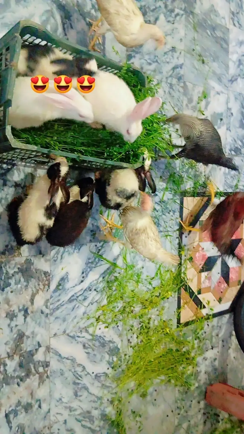 Breeder Rabbit for sale — photo 4