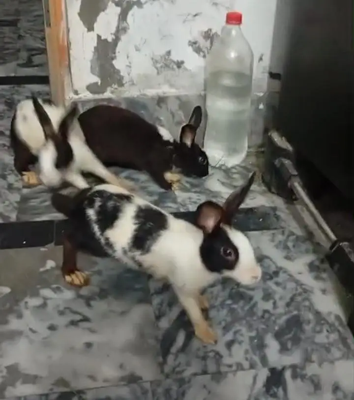 Breeder Rabbit for sale — photo 5
