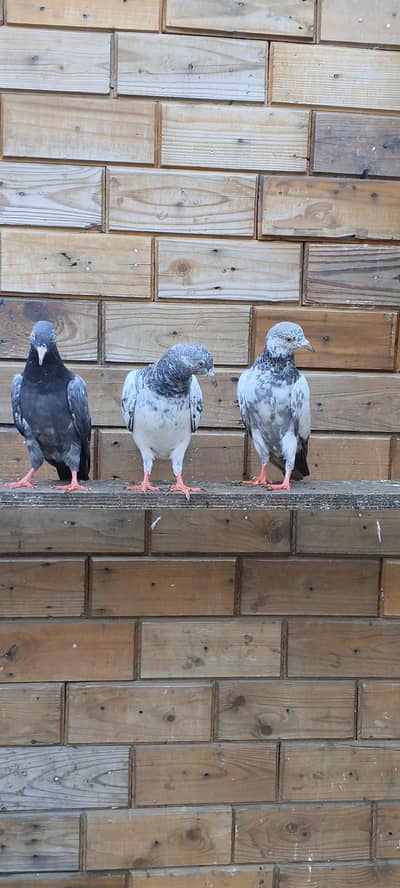 parwaazi bachay available/ parwaazi pigeons