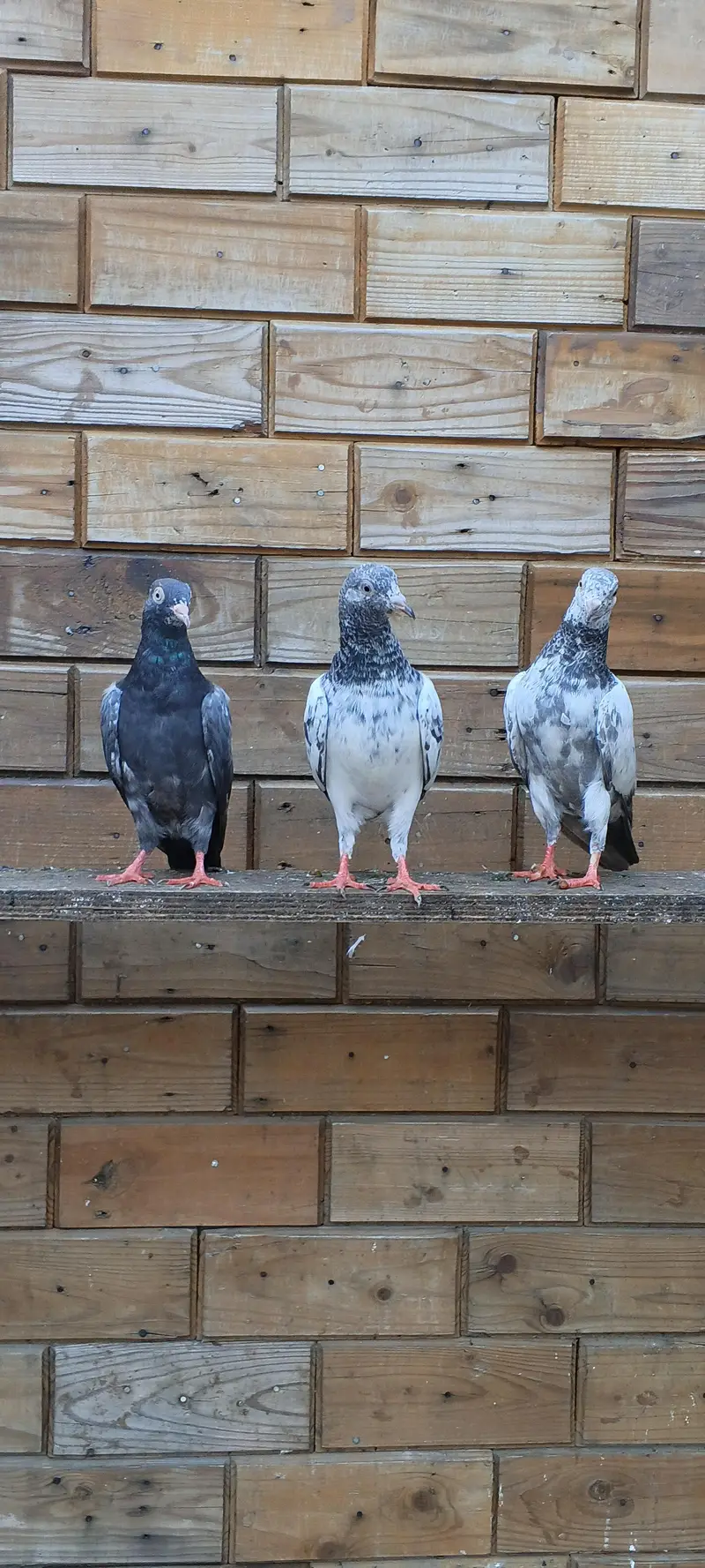 parwaazi bachay available/ parwaazi pigeons — photo 2