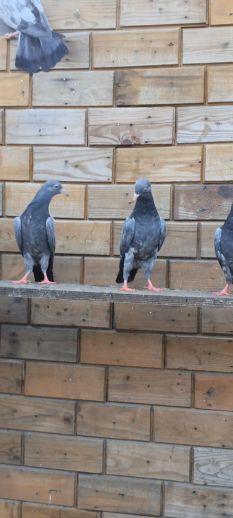 parwaazi bachay available/ parwaazi pigeons — photo 3
