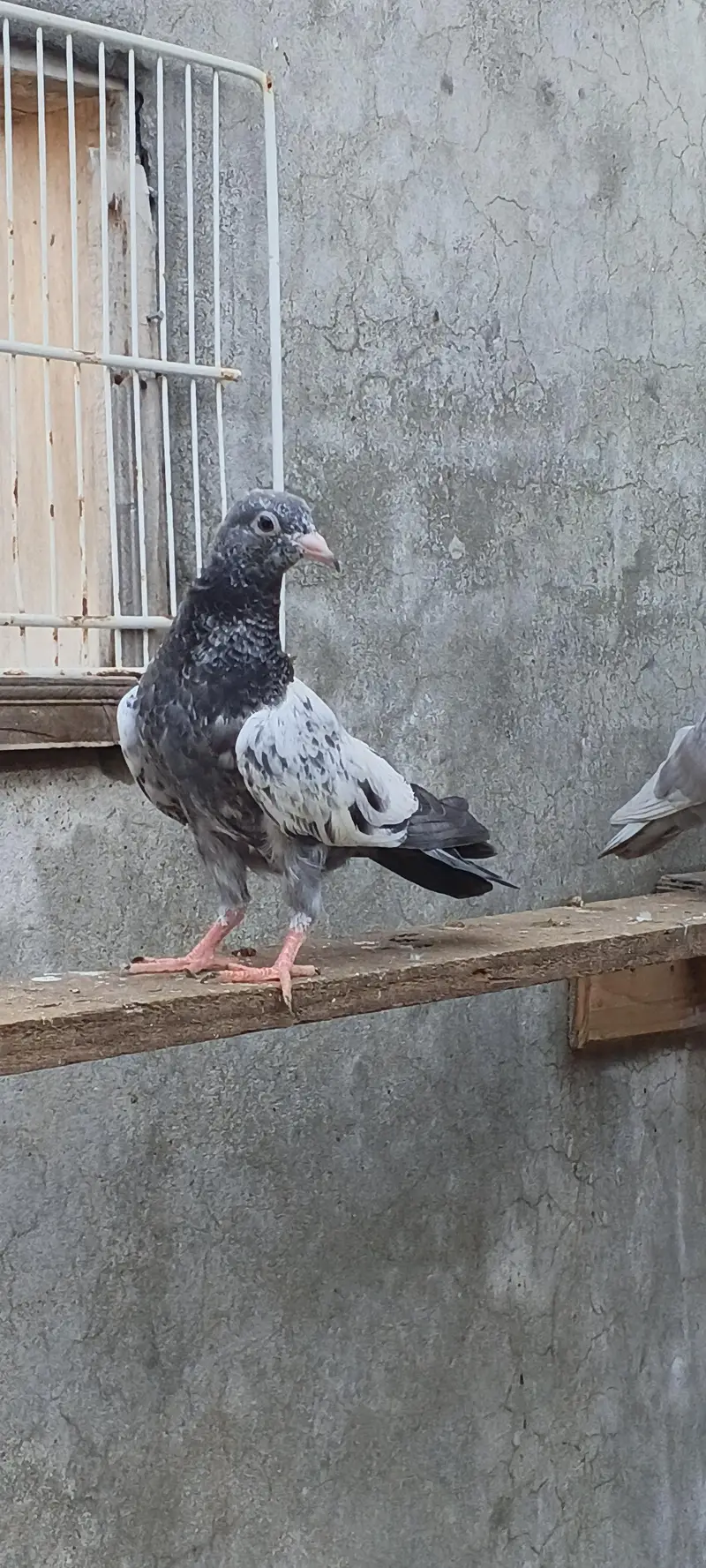parwaazi bachay available/ parwaazi pigeons — photo 4