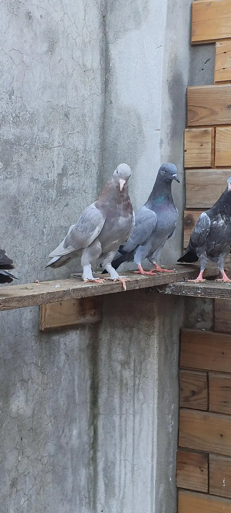 parwaazi bachay available/ parwaazi pigeons — photo 5