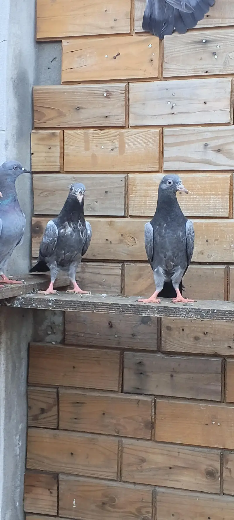parwaazi bachay available/ parwaazi pigeons — photo 6