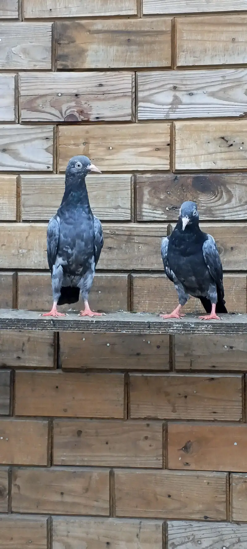 parwaazi bachay available/ parwaazi pigeons — photo 7