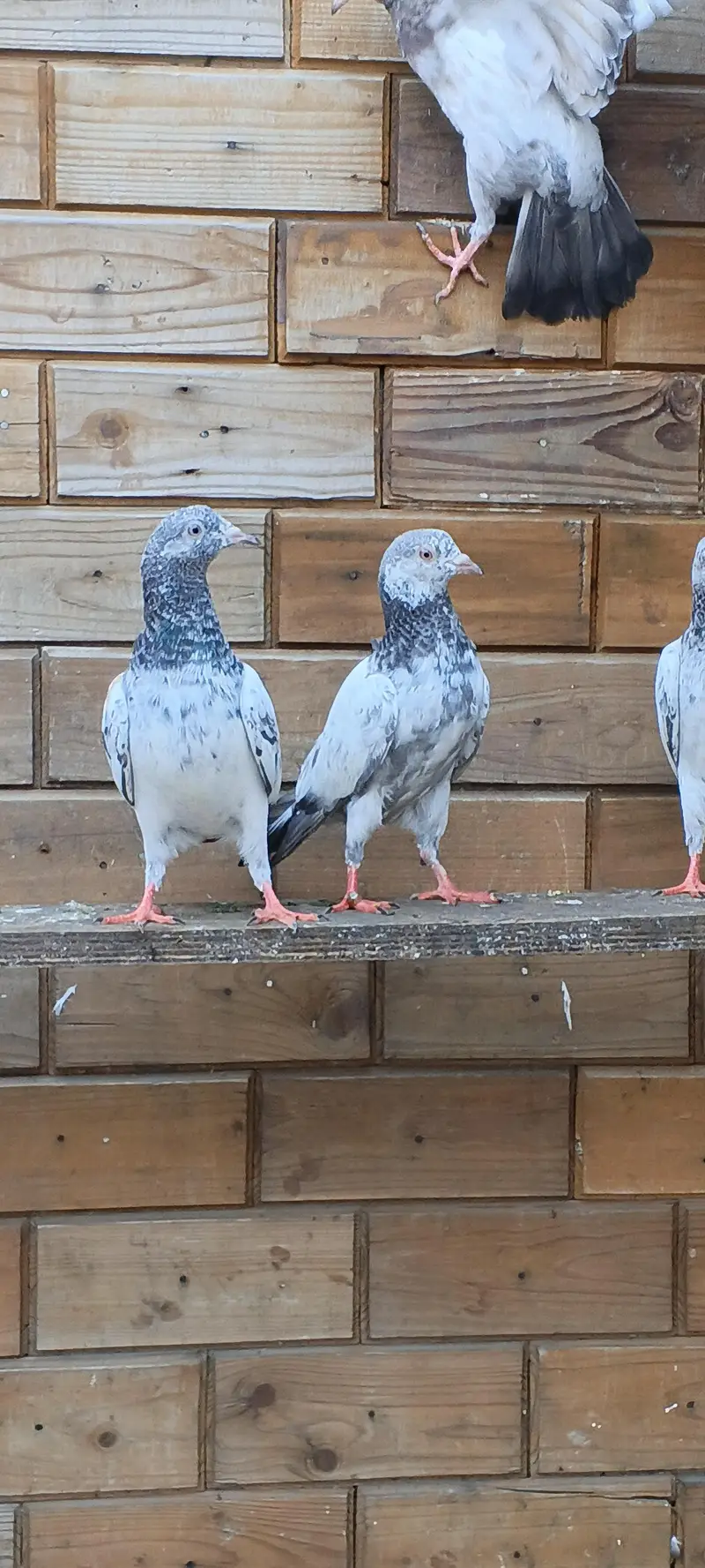 parwaazi bachay available/ parwaazi pigeons — photo 8