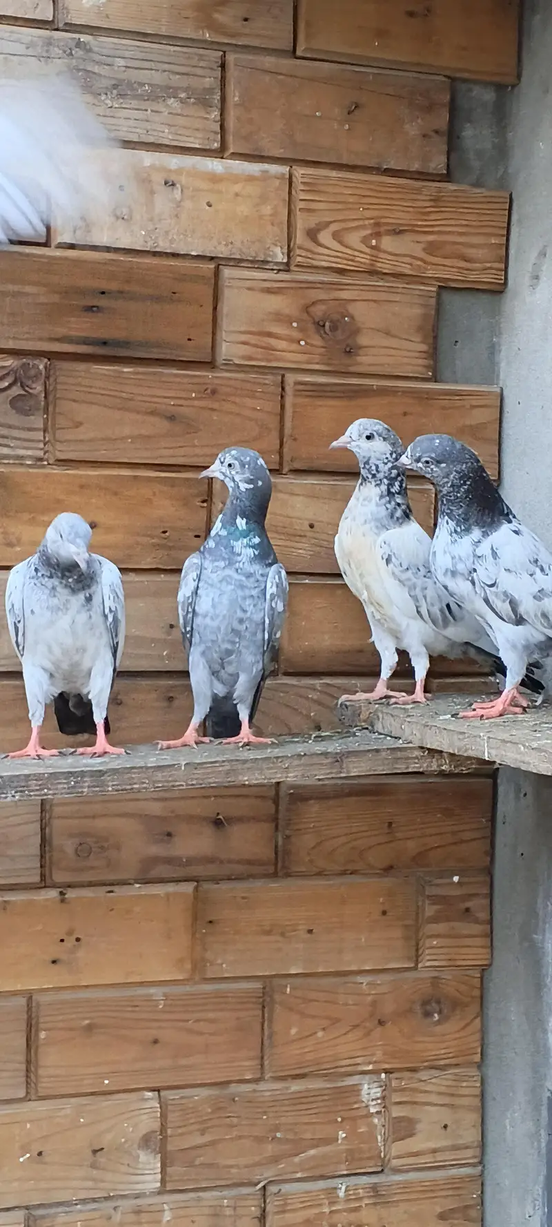 parwaazi bachay available/ parwaazi pigeons — photo 9