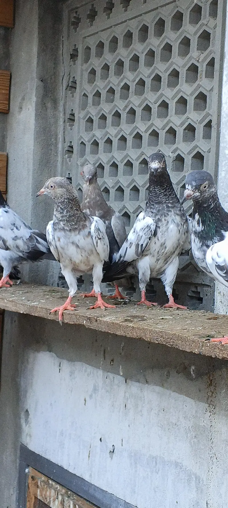 parwaazi bachay available/ parwaazi pigeons — photo 10