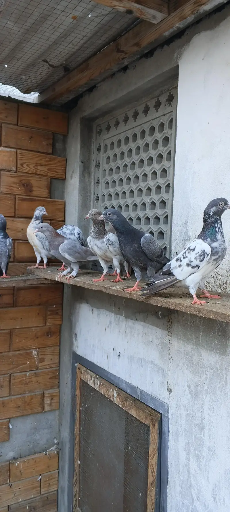 parwaazi bachay available/ parwaazi pigeons — photo 11