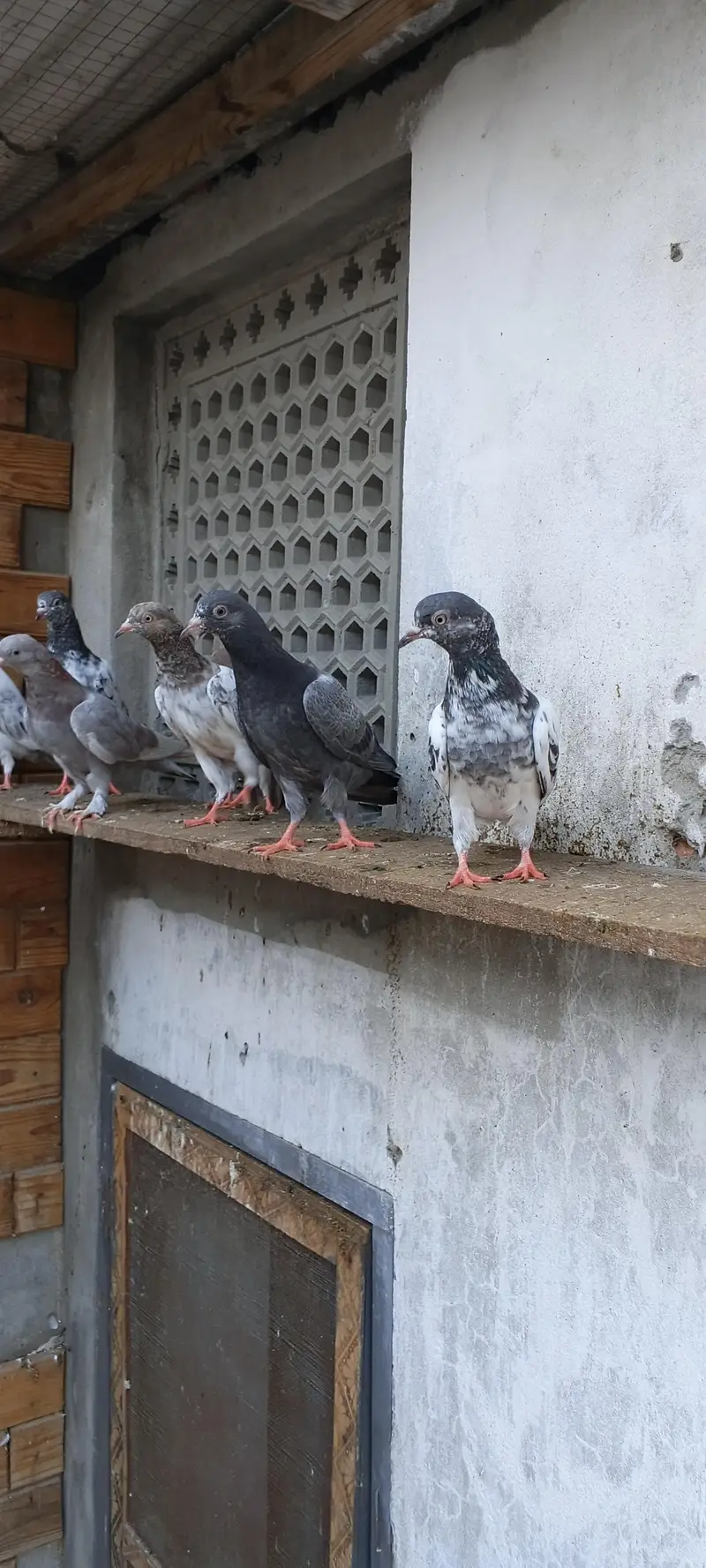 parwaazi bachay available/ parwaazi pigeons — photo 12