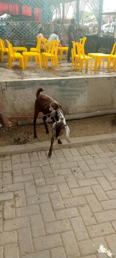 Healthy female goat for sell Ready for breeding
