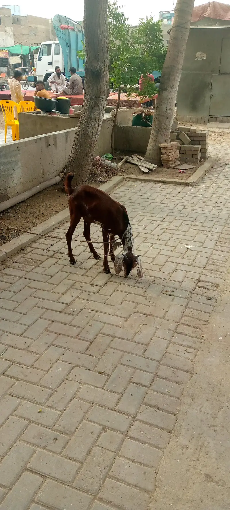 Healthy female goat for sell Ready for breeding — photo 2