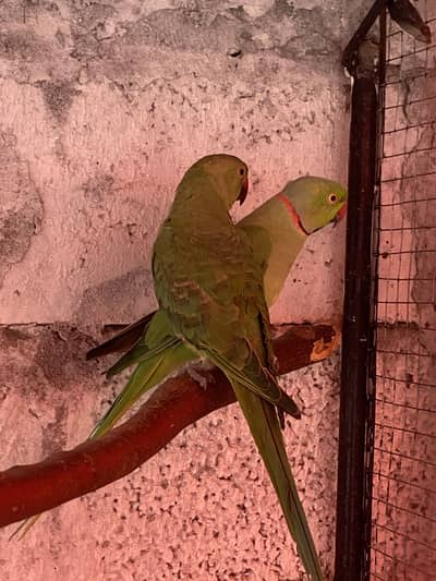 Ringneck breeder pair