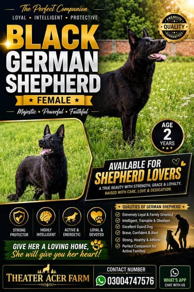 German shepherd Young breeder female available for sale