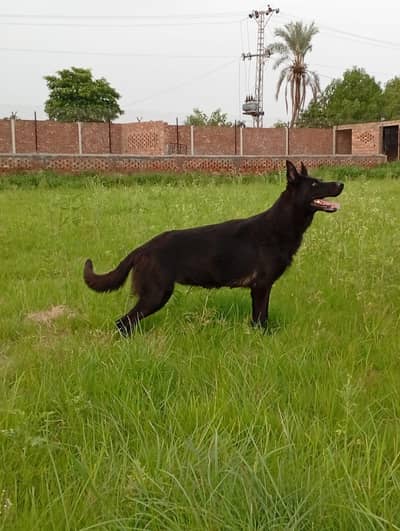 German shepherd Young breeder female available for sale