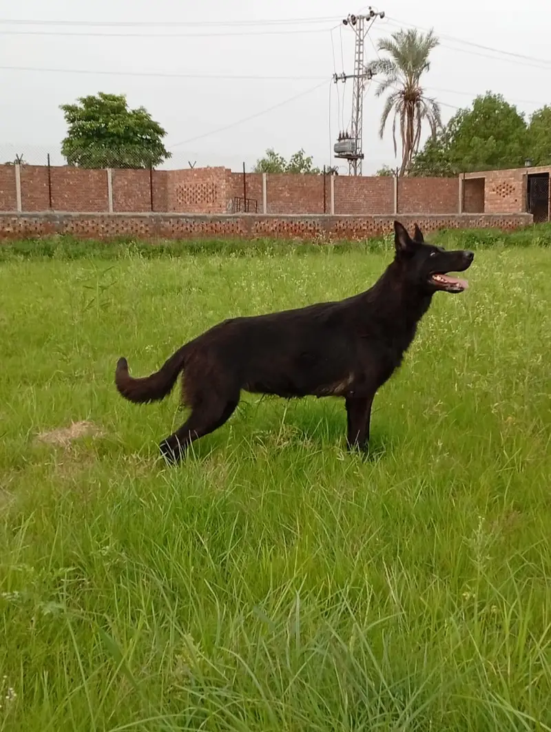 German shepherd Young breeder female available for sale — photo 2
