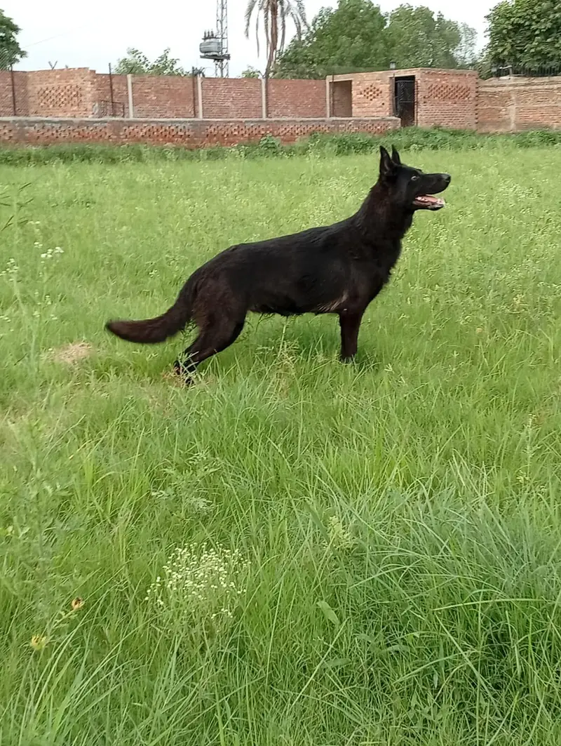 German shepherd Young breeder female available for sale — photo 3