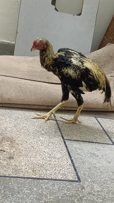 12345
