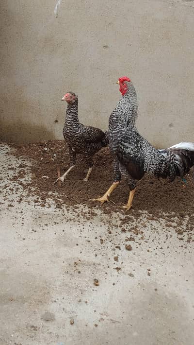 Beautiful best Breeding Pair for Sell Whatsapp No 03162157353