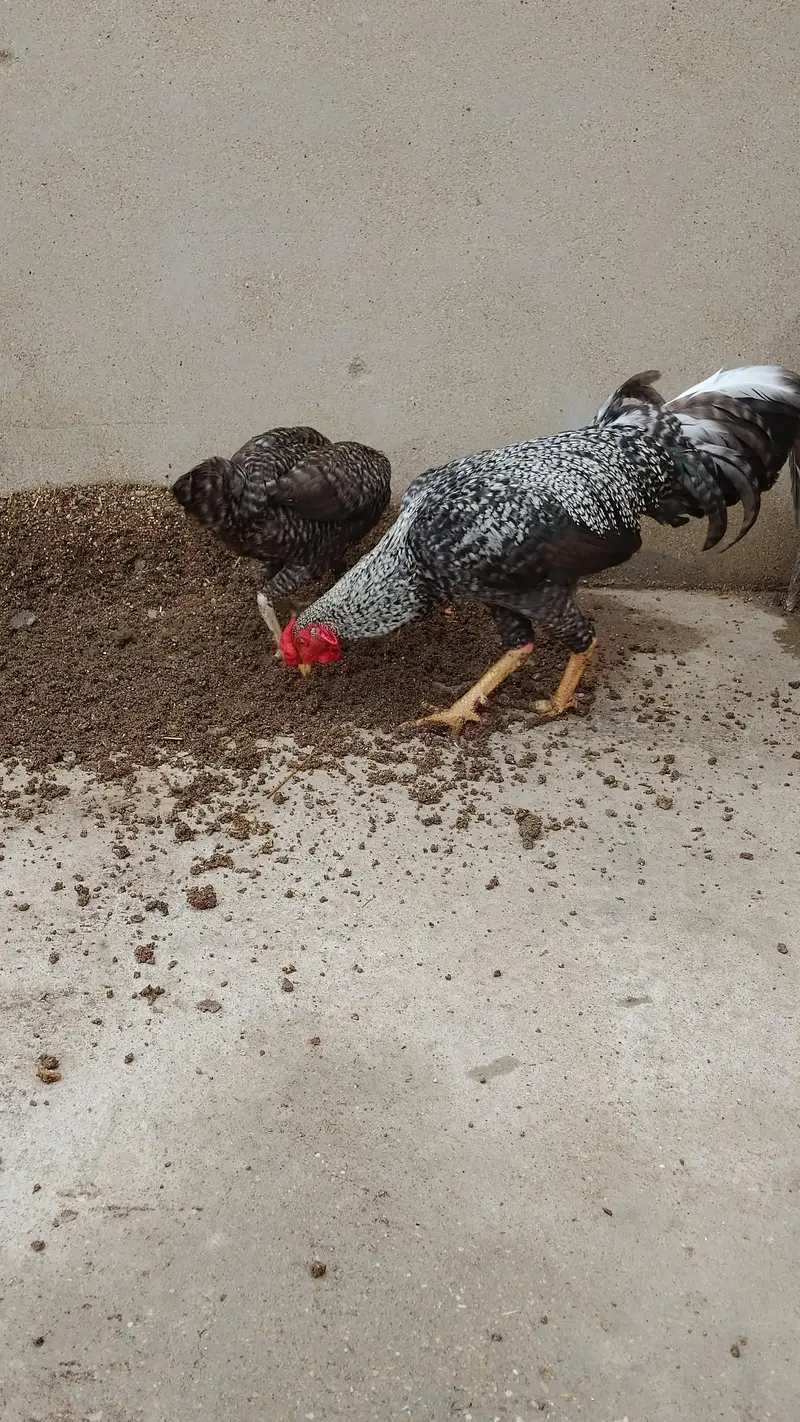 Beautiful best Breeding Pair for Sell Whatsapp No 03162157353 — photo 2