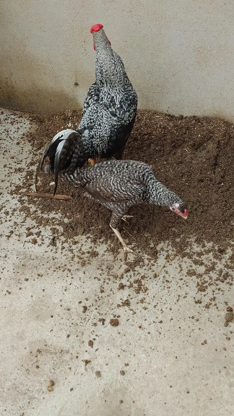 Beautiful best Breeding Pair for Sell Whatsapp No 03162157353 — photo 3