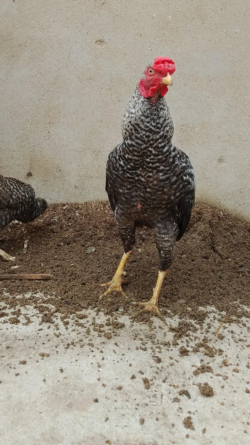 Beautiful best Breeding Pair for Sell Whatsapp No 03162157353 — photo 4