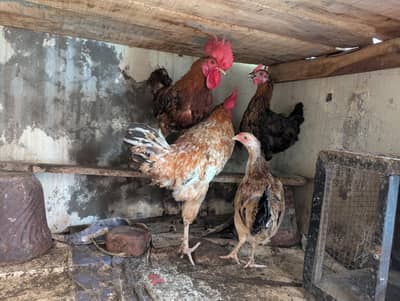 Rosters and Egg laying Hens for sale