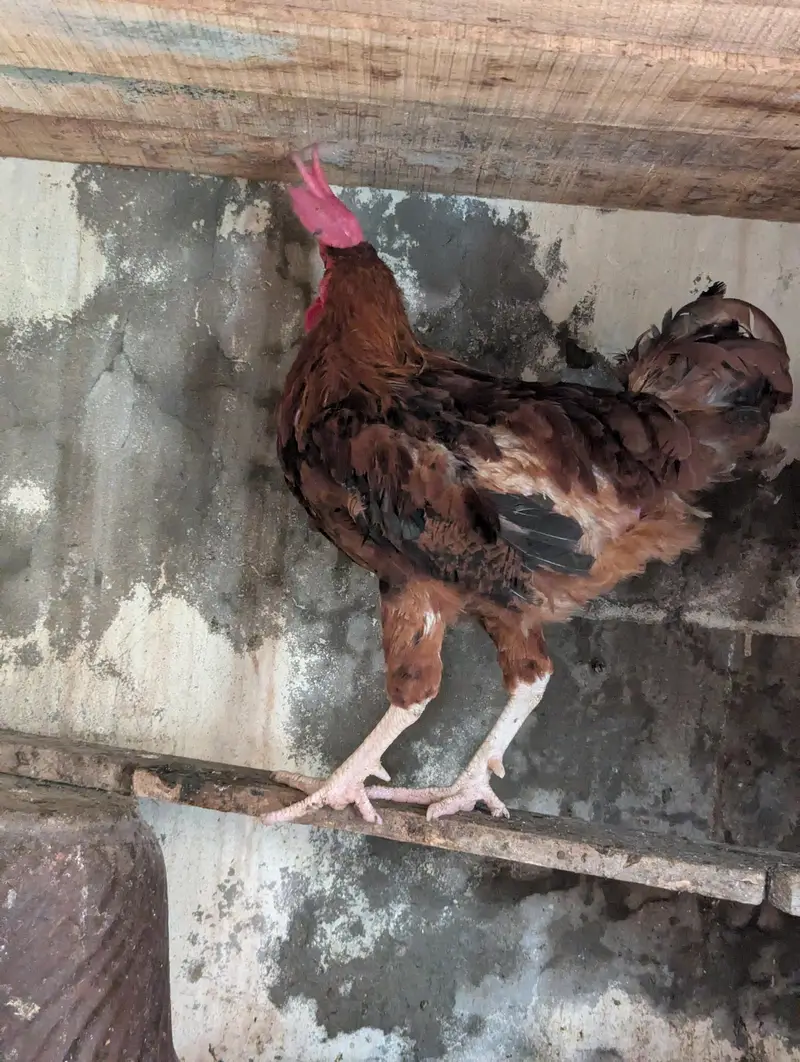Rosters and Egg laying Hens for sale — photo 2