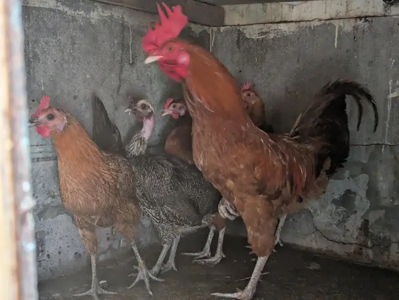 Rosters and Egg laying Hens for sale — photo 3
