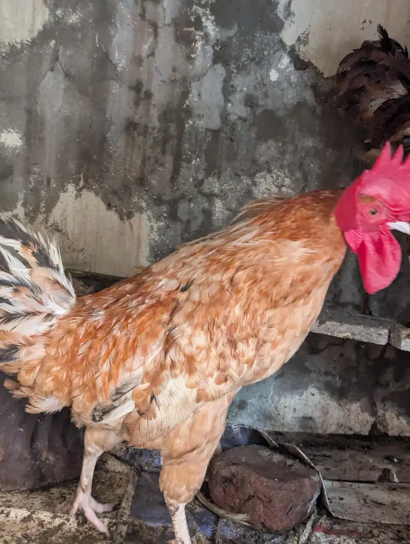Rosters and Egg laying Hens for sale — photo 4