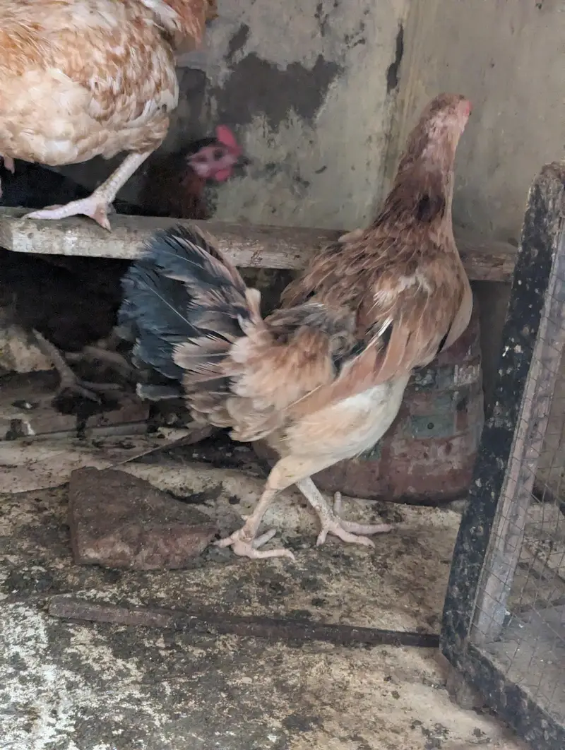 Rosters and Egg laying Hens for sale — photo 5