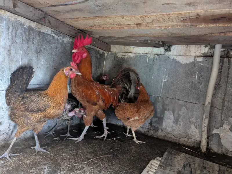 Rosters and Egg laying Hens for sale — photo 6